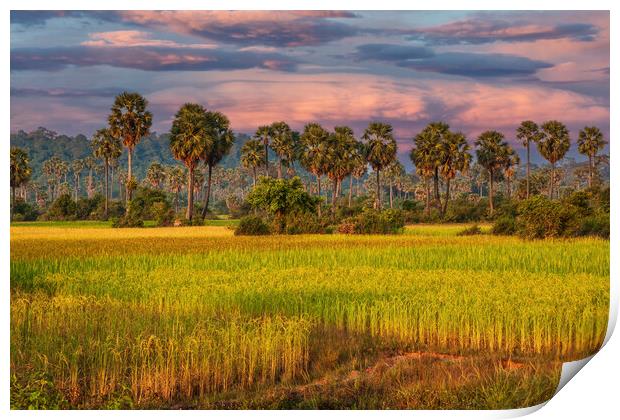 Grain Fields And Coconut Palms In Cambodia Print by Artur Bogacki