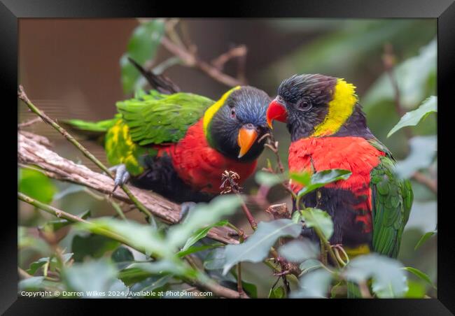 Rainbow Lorikeets  Framed Print by Darren Wilkes