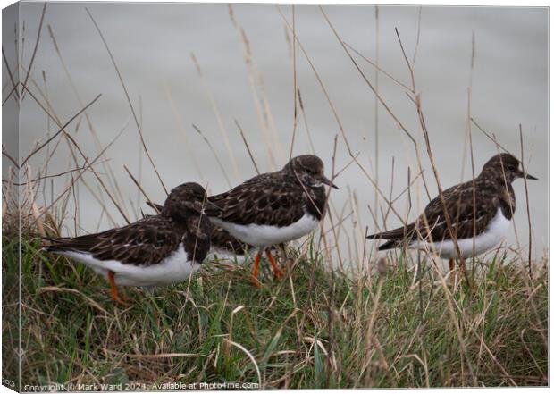 Turnstone group on a Bexhill cliff edge. Canvas Print by Mark Ward