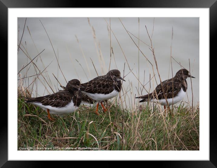 Turnstone group on a Bexhill cliff edge. Framed Mounted Print by Mark Ward