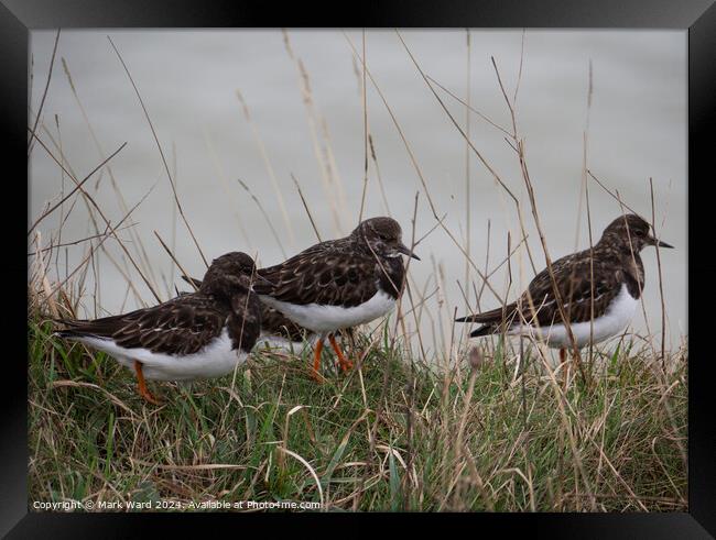 Turnstone group on a Bexhill cliff edge. Framed Print by Mark Ward