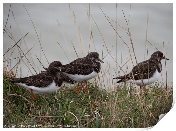 Turnstone group on a Bexhill cliff edge. Print by Mark Ward