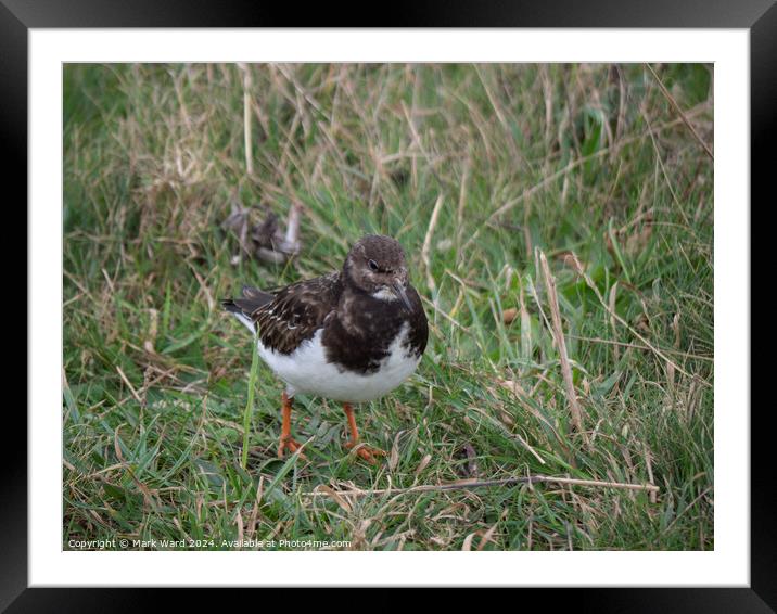 A Turnstone without a stone. Framed Mounted Print by Mark Ward
