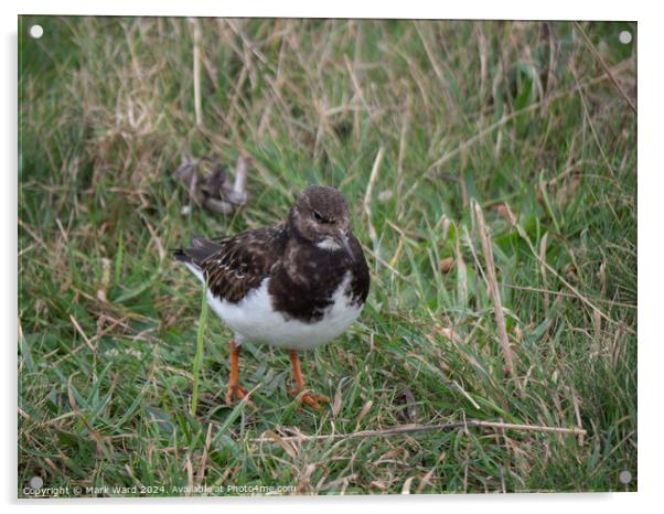 A Turnstone without a stone. Acrylic by Mark Ward