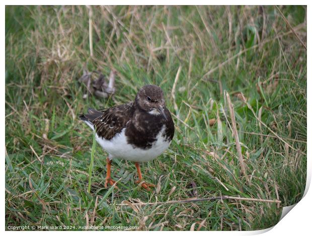A Turnstone without a stone. Print by Mark Ward