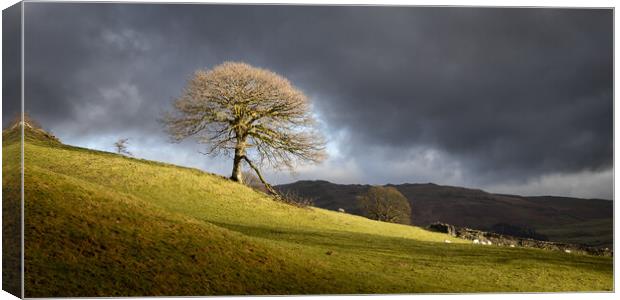 The lone tree Canvas Print by Simon Wrigglesworth