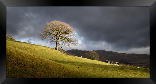 The lone tree Framed Print by Simon Wrigglesworth