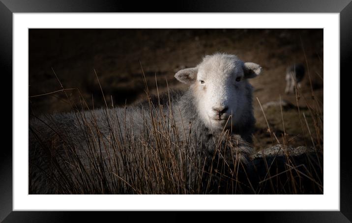 Herdy Framed Mounted Print by Simon Wrigglesworth