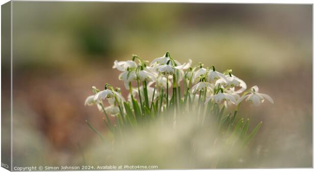 Plant flower Canvas Print by Simon Johnson