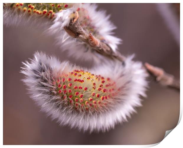 Catkin Print by Alex Fukuda