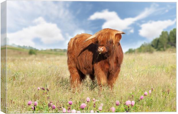 Cute highland cow with buttercup in mouth Canvas Print by Simon Bratt LRPS