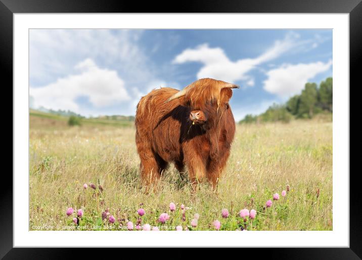 Cute highland cow with buttercup in mouth Framed Mounted Print by Simon Bratt LRPS