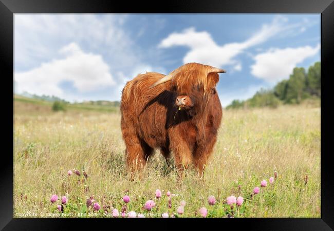 Cute highland cow with buttercup in mouth Framed Print by Simon Bratt LRPS