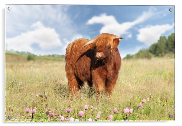 Cute highland cow with buttercup in mouth Acrylic by Simon Bratt LRPS