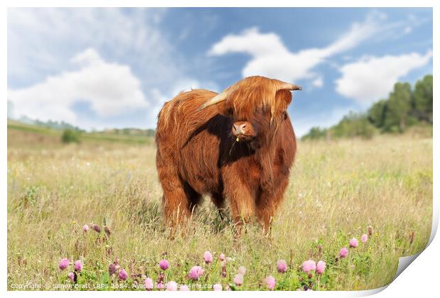 Cute highland cow with buttercup in mouth Print by Simon Bratt LRPS