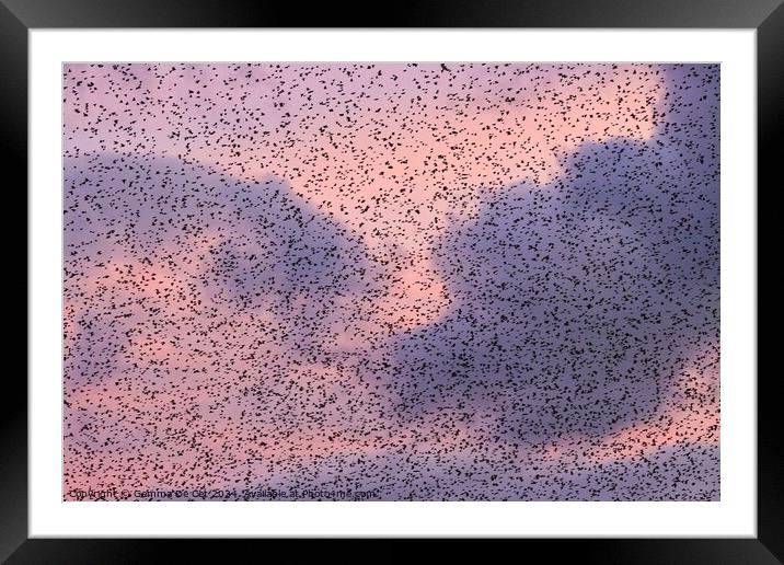 Starling Murmuration at Sunset Framed Mounted Print by Gemma De Cet