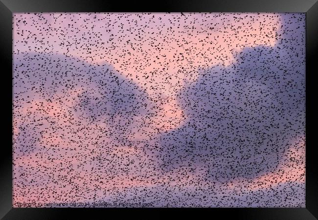 Starling Murmuration at Sunset Framed Print by Gemma De Cet