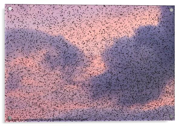 Starling Murmuration at Sunset Acrylic by Gemma De Cet