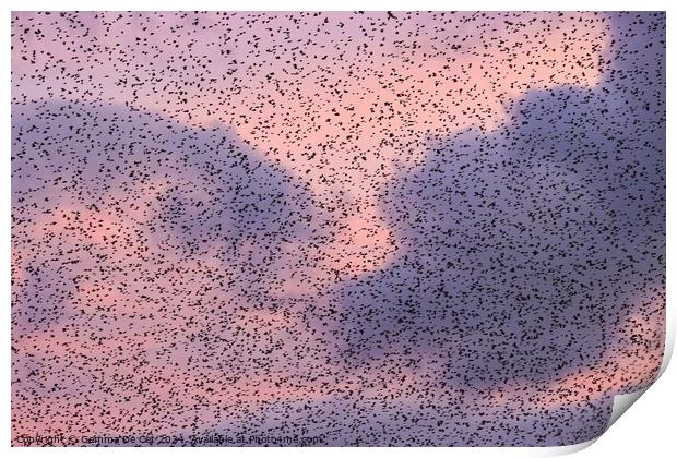 Starling Murmuration at Sunset Print by Gemma De Cet