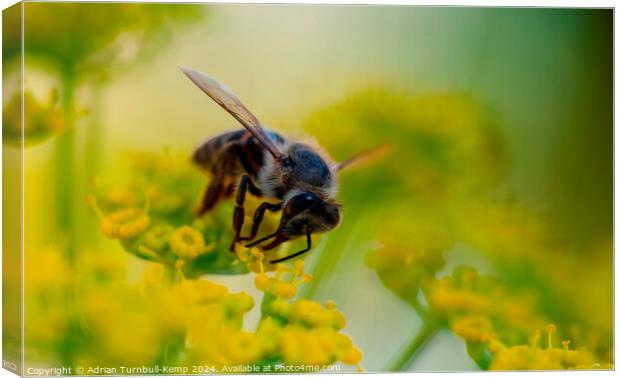 Cape honey bee (Apis mellifera capensis) feeding on fennel flowers Canvas Print by Adrian Turnbull-Kemp