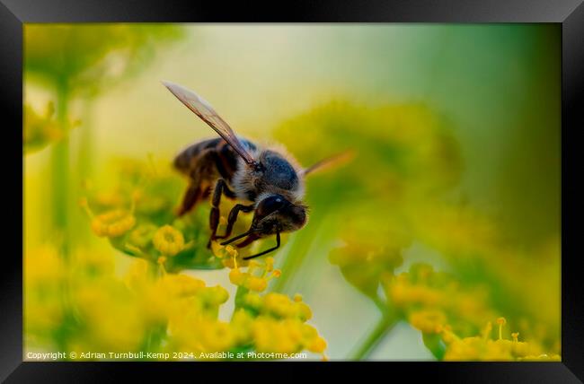 Cape honey bee (Apis mellifera capensis) feeding on fennel flowers Framed Print by Adrian Turnbull-Kemp