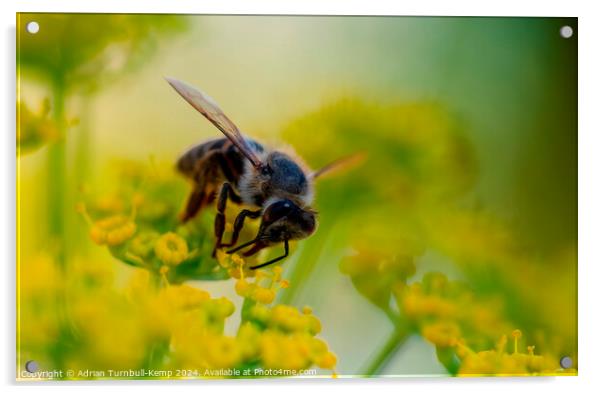 Cape honey bee (Apis mellifera capensis) feeding on fennel flowers Acrylic by Adrian Turnbull-Kemp