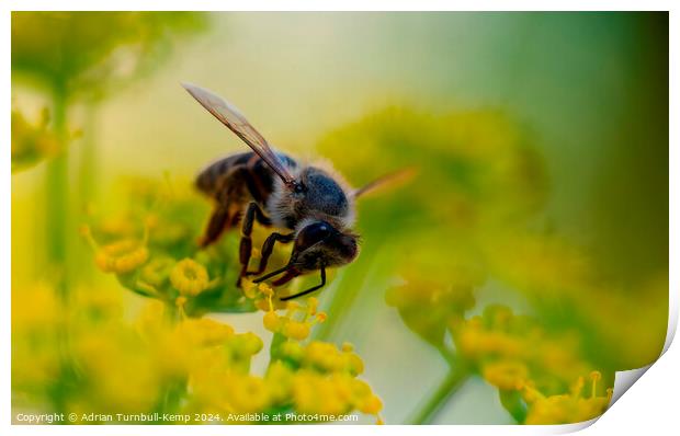 Cape honey bee (Apis mellifera capensis) feeding on fennel flowers Print by Adrian Turnbull-Kemp