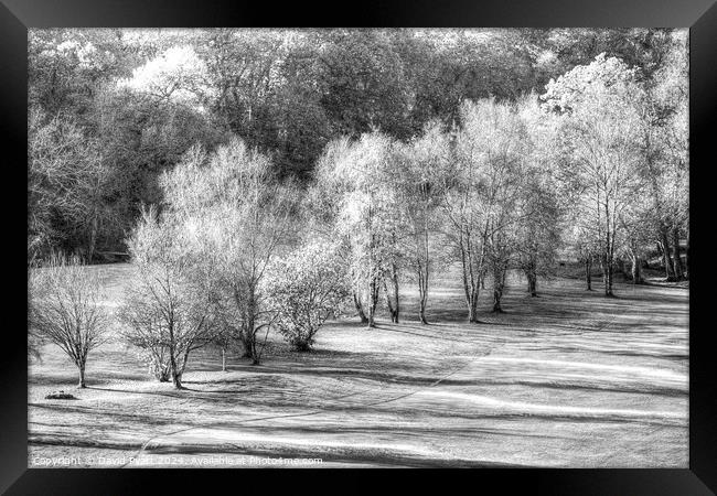 Dartmoor Morning Frost Monochrome Framed Print by David Pyatt