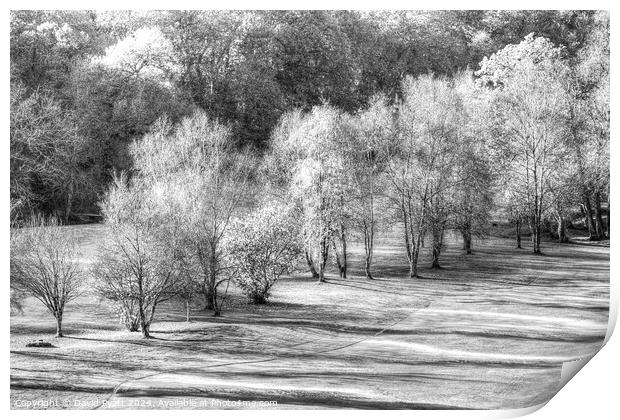 Dartmoor Morning Frost Monochrome Print by David Pyatt
