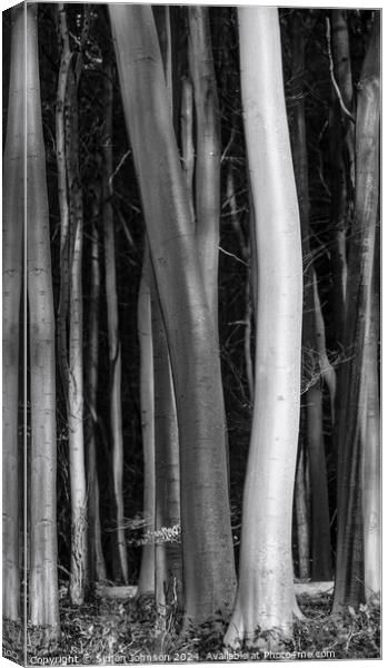 tree trunks light and dark Canvas Print by Simon Johnson