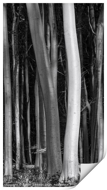  tree trunks light and dark Print by Simon Johnson