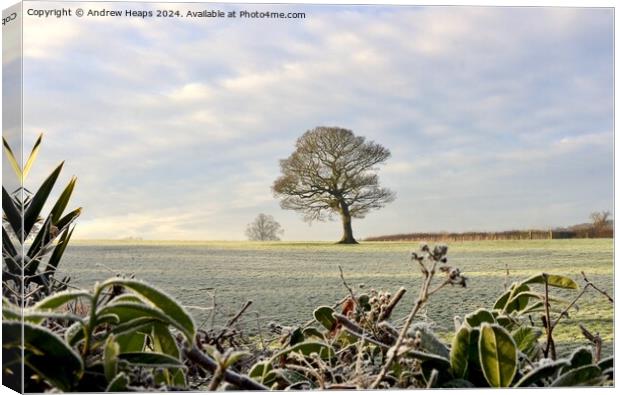 Winter frosty scene in morning. Canvas Print by Andrew Heaps