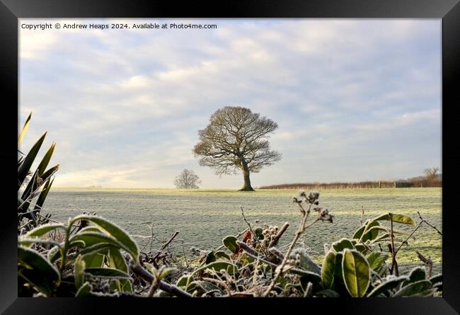 Winter frosty scene in morning. Framed Print by Andrew Heaps