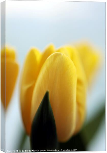 Yellow Tulips Canvas Print by Judi FitzPatrick