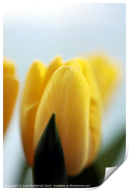 Yellow Tulips Print by Judi FitzPatrick