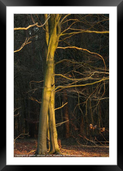 Sunlit winter tree Framed Mounted Print by Simon Johnson