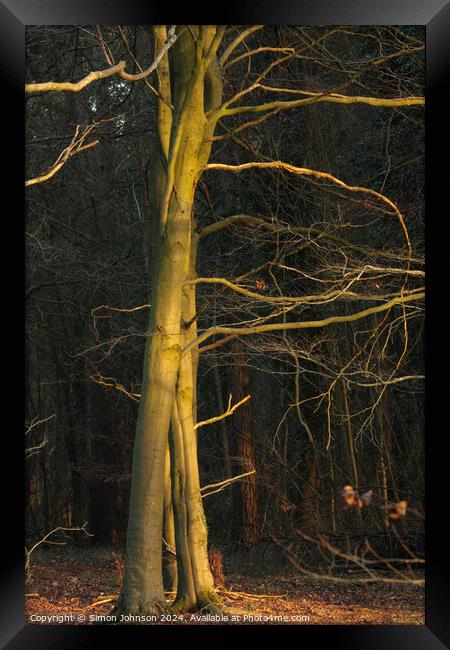 Sunlit winter tree Framed Print by Simon Johnson