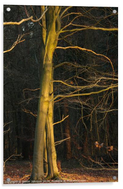 Sunlit winter tree Acrylic by Simon Johnson