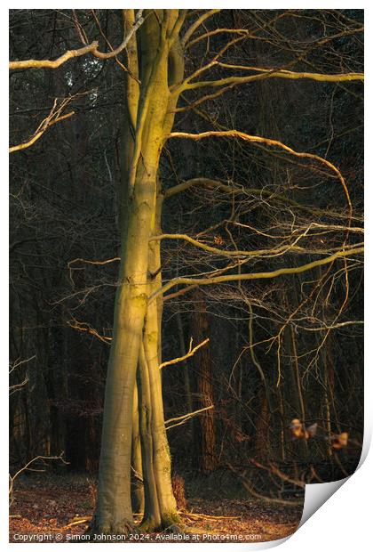 Sunlit winter tree Print by Simon Johnson