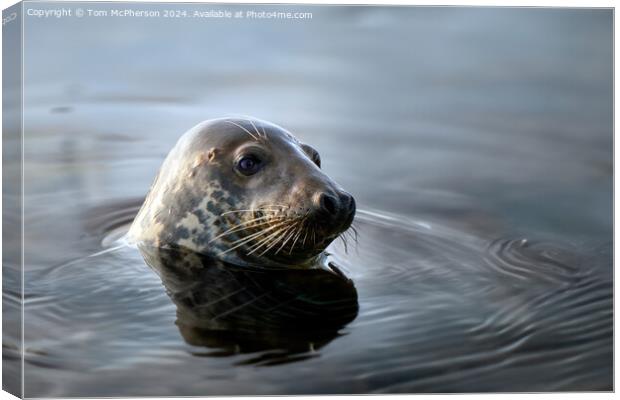 Grey Seal, Burghead Harbour Canvas Print by Tom McPherson