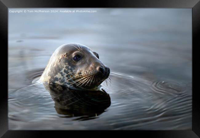 Grey Seal, Burghead Harbour Framed Print by Tom McPherson