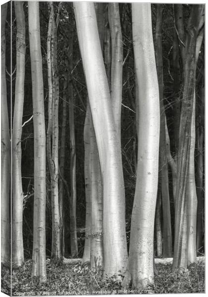 Sunlit tree trunks Canvas Print by Simon Johnson