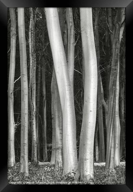 Sunlit tree trunks Framed Print by Simon Johnson