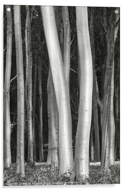 Sunlit tree trunks Acrylic by Simon Johnson