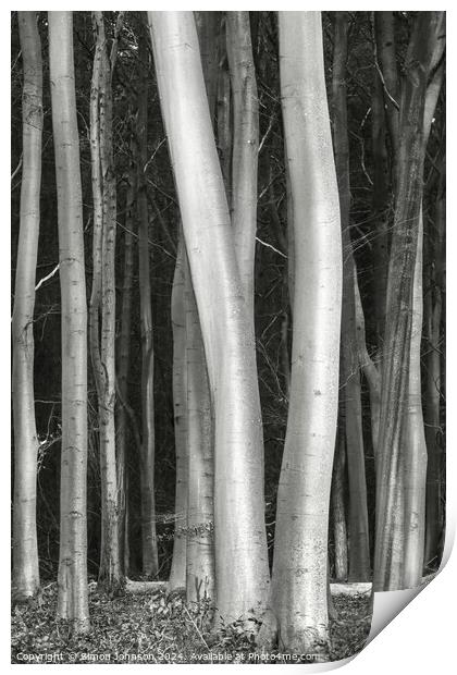 Sunlit tree trunks Print by Simon Johnson
