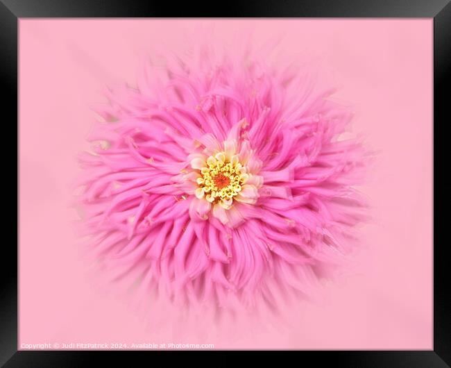 Fluffy Pink Do Over Framed Print by Judi FitzPatrick