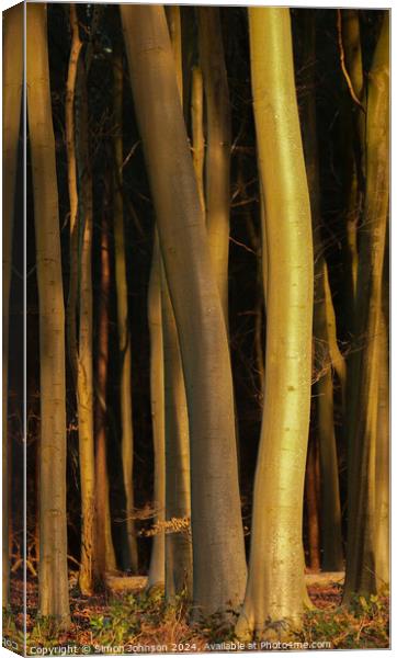 Sunlit tree trunks  Canvas Print by Simon Johnson