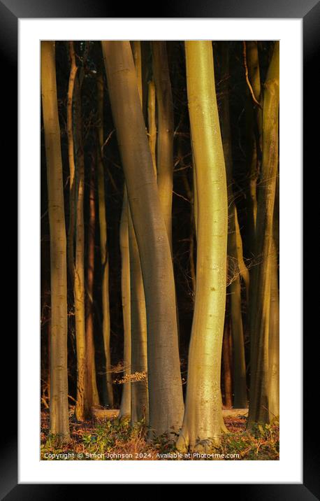 Sunlit tree trunks  Framed Mounted Print by Simon Johnson