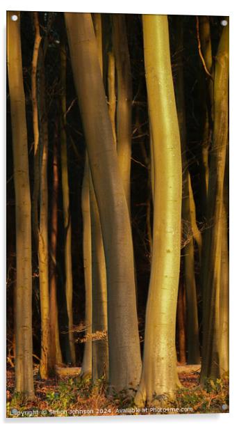 Sunlit tree trunks  Acrylic by Simon Johnson
