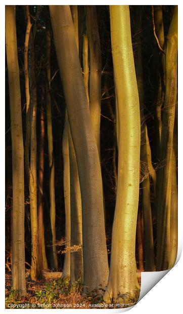 Sunlit tree trunks  Print by Simon Johnson
